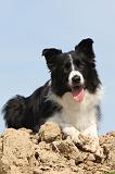 BORDER COLLIE 499